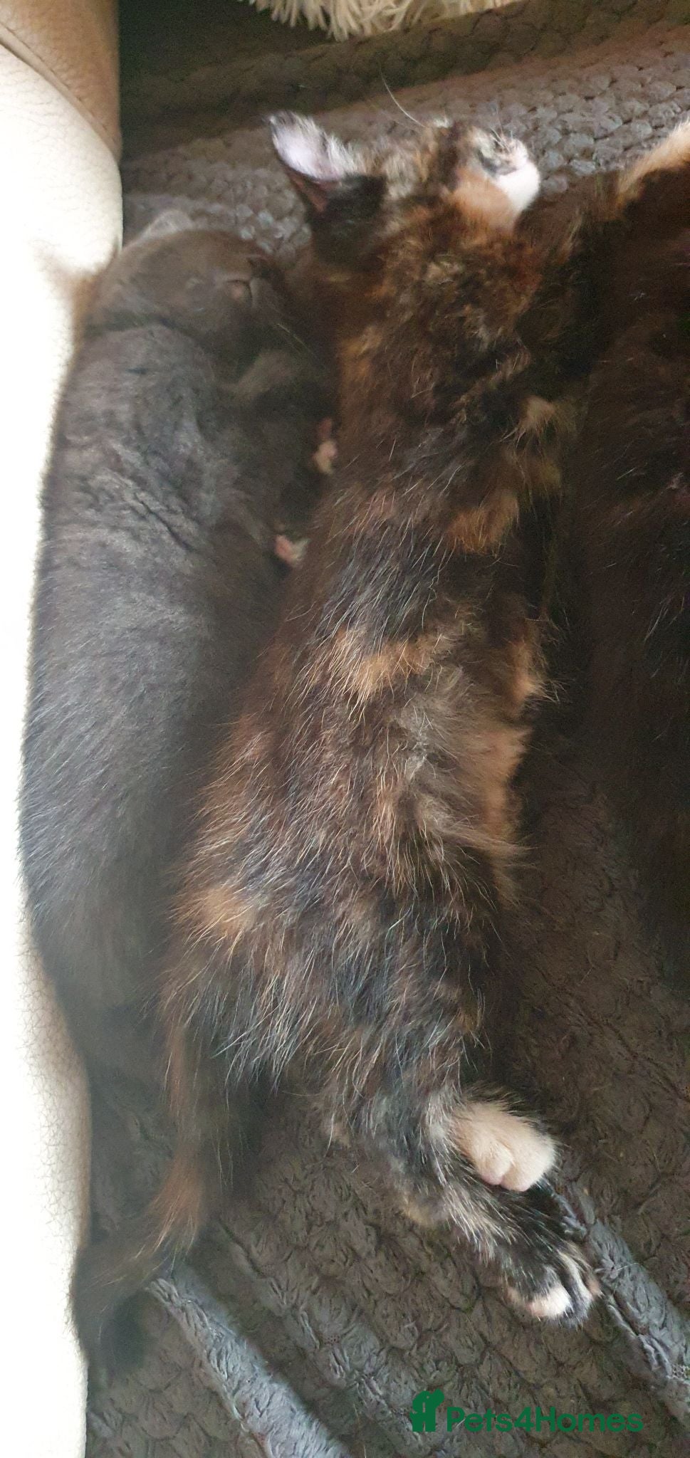 Mixed Breed cats Adorable kittens  - Advert 12