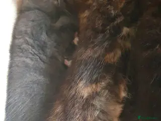 Mixed Breed cats Adorable kittens - Advert 12