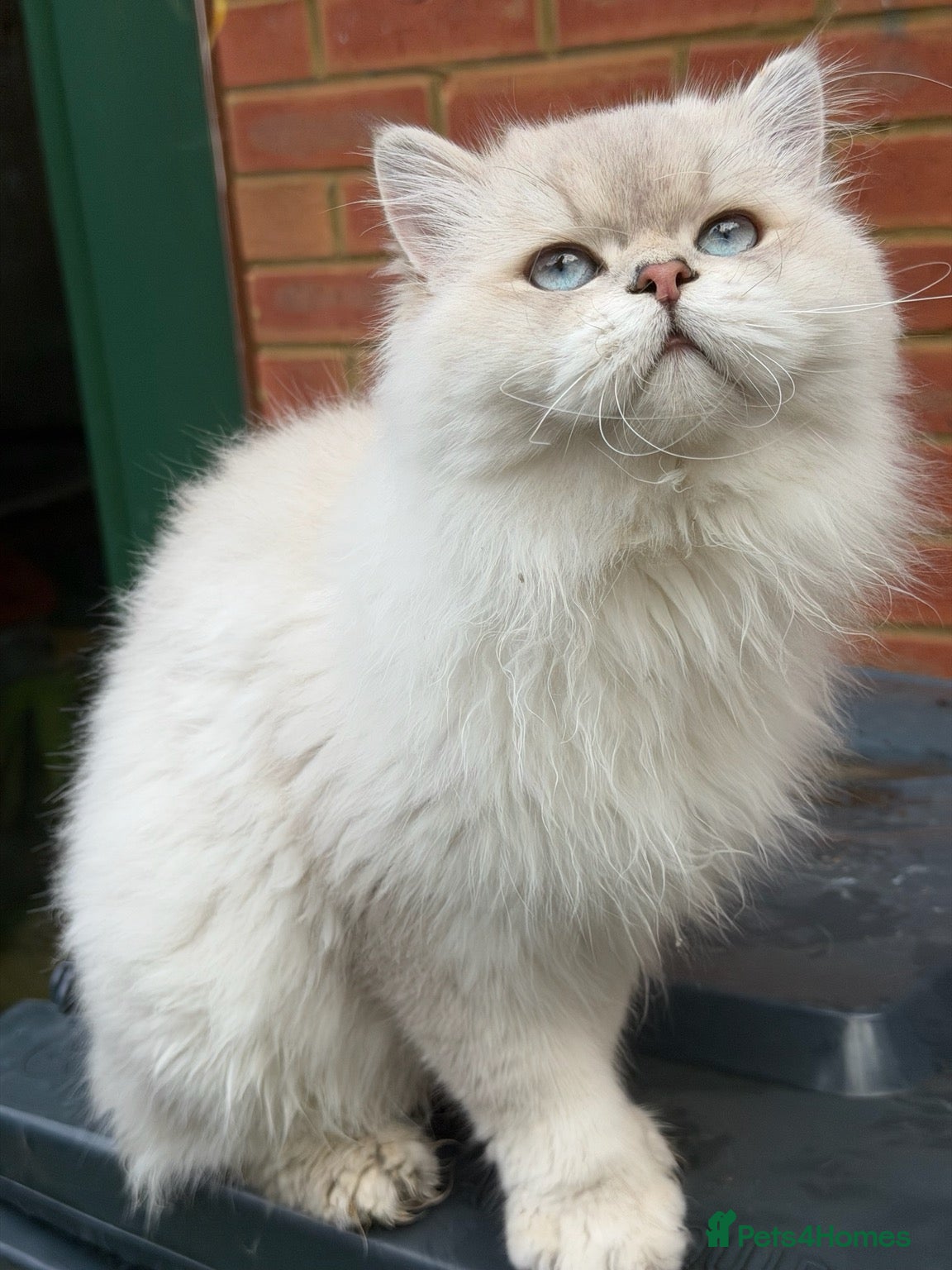 Scottish Fold cats Stunning Scottish Straight Longhair Golden Point  - Advert 5