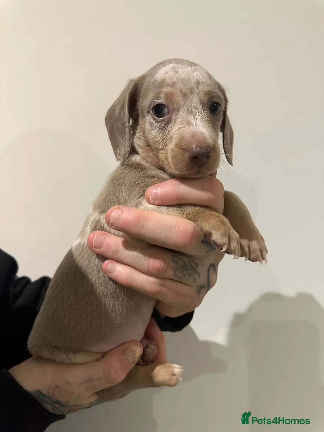 Miniature Dachshund dogs for sale: Mini dachshunds - Advert 11