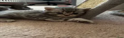 Scottish Fold cats for sale:  Scottish fold x  BSH 8 week old kittens  - Advert 8
