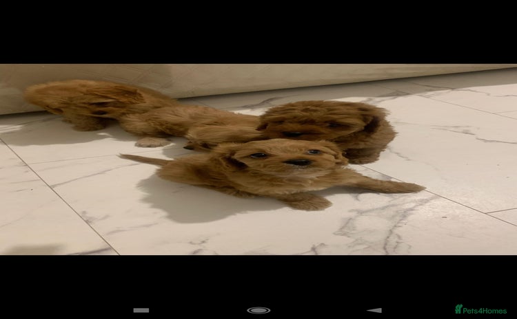 Cavapoo dogs - Advert 3