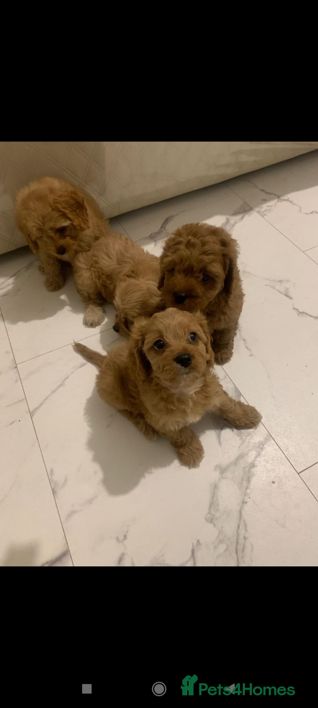 Cavapoo dogs for sale: Cavapoo puppies  - Image 4
