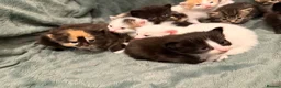 Mixed Breed cats for sale: 2 separate litters! 2 mamas 12 kittens. - Advert 8