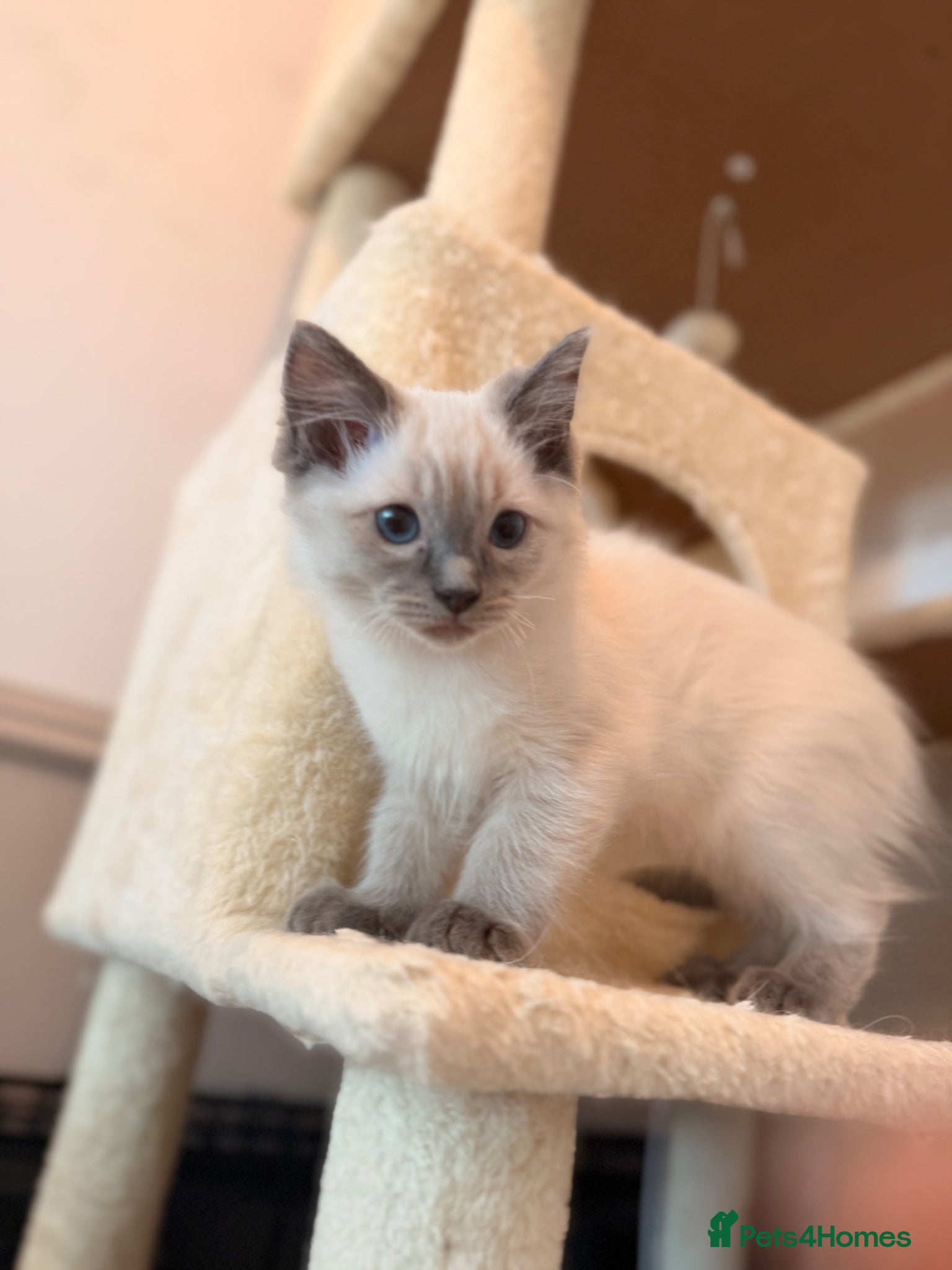 Ragdoll cats Last 2 boys Beautiful ragdoll kittens READY NOW!! - Advert 6