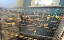 Canaries birds for sale: Male & female canaries  - Image 3