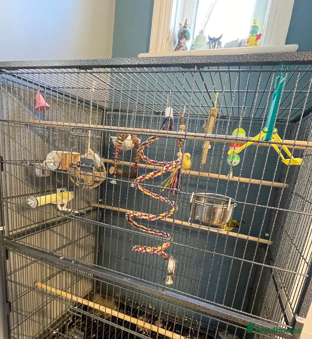 Canaries birds for sale: Male & female canaries  - Image 3