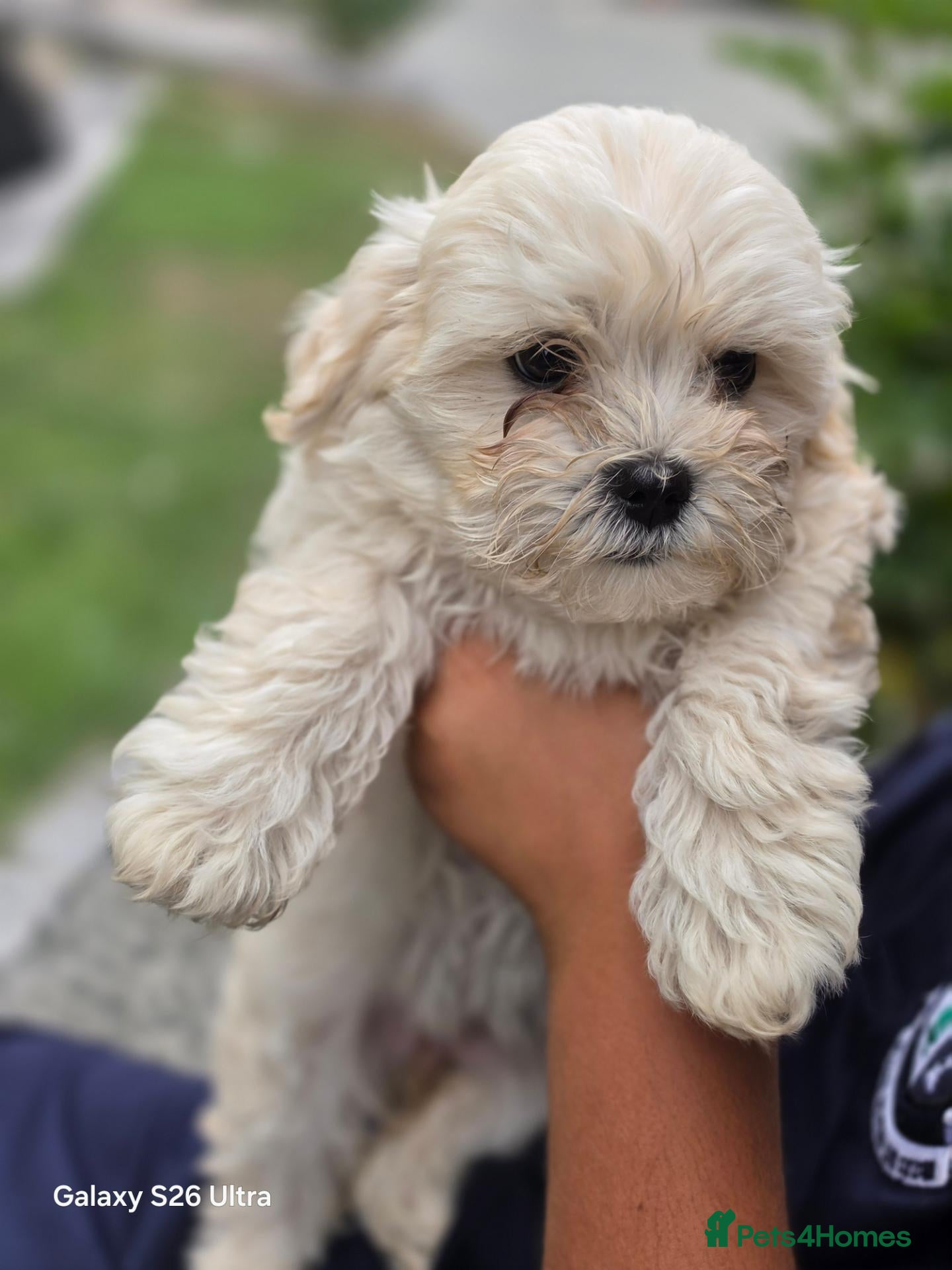 Mixed Breed dogs Bichon Frise - Advert 12