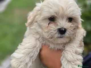 Mixed Breed dogs Bichon Frise - Advert 12