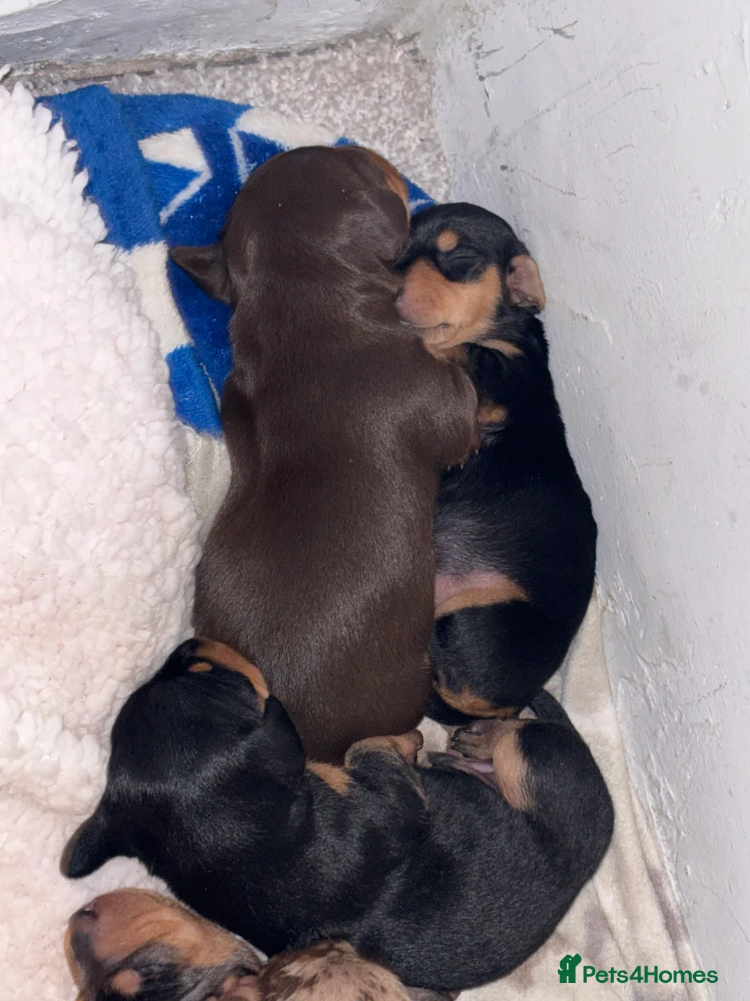 Miniature Dachshund dogs for sale: Miniature dachshund puppies - Advert 8