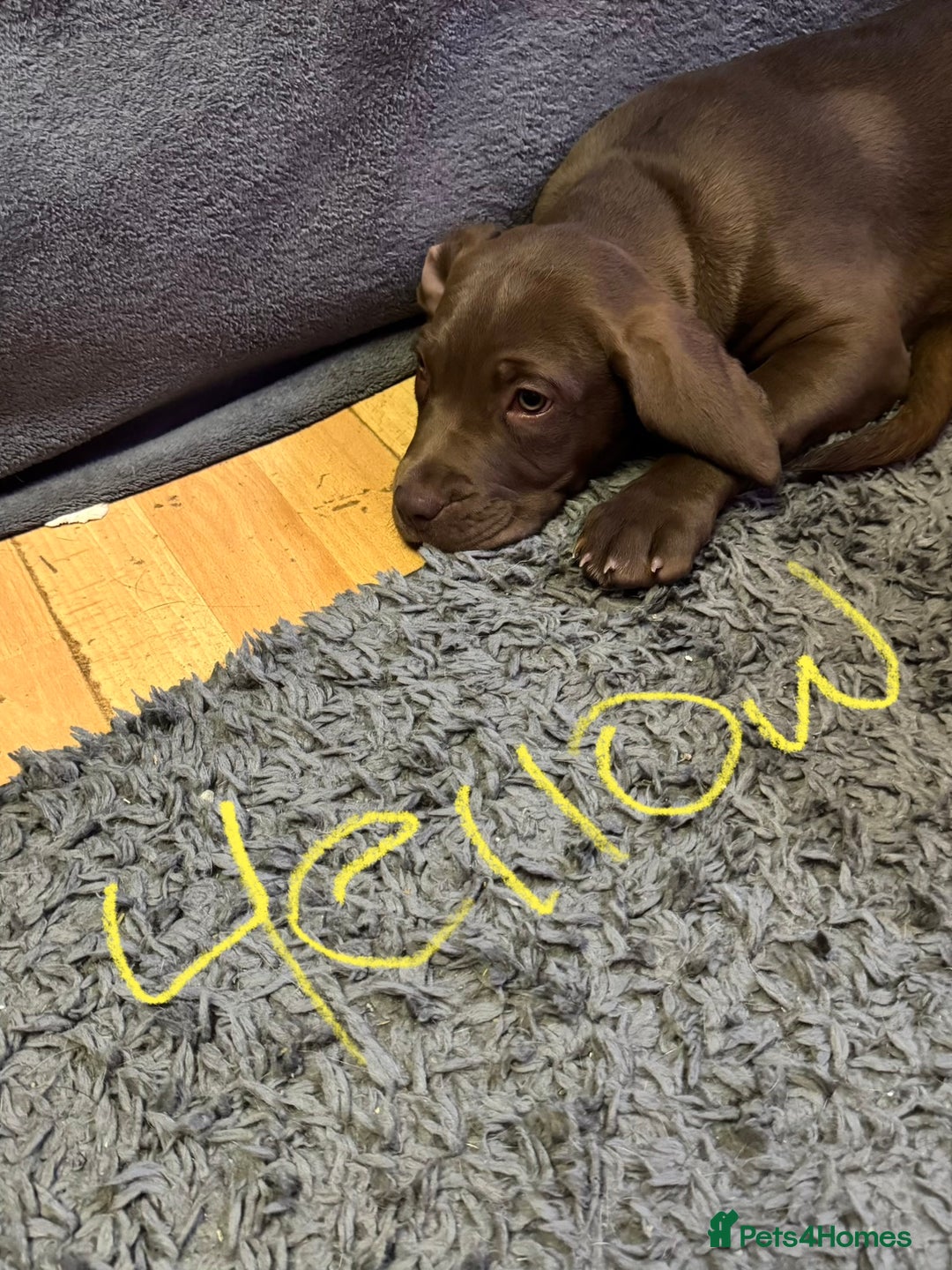 Mixed Breed dogs for sale: Dogue de bordeaux cross spaniel - Image 3