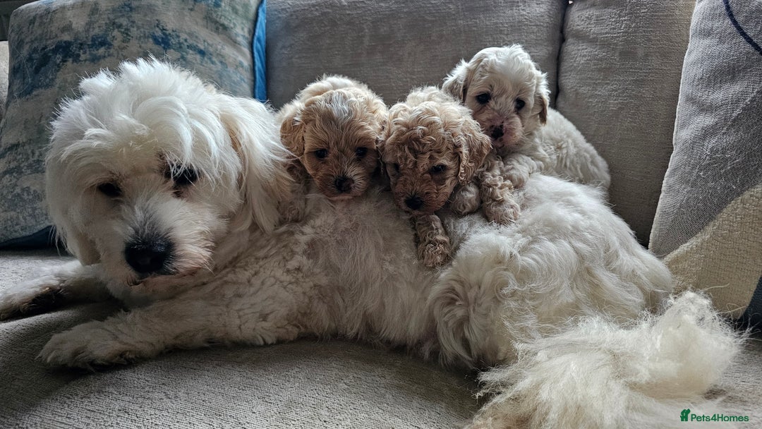 Mixed Breed dogs for sale: Maltipoo f2 very friendly - Image 9