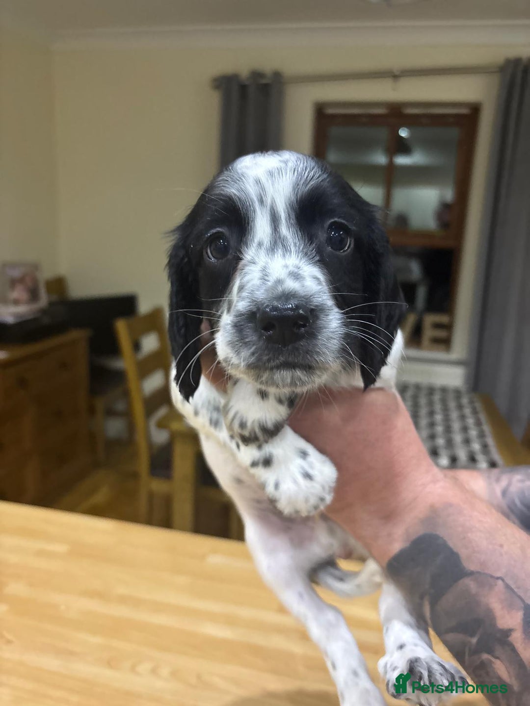 English Springer Spaniel dogs for sale: 🐾 Pedigree English Springer Spaniel Puppies 🐾 - Image 11