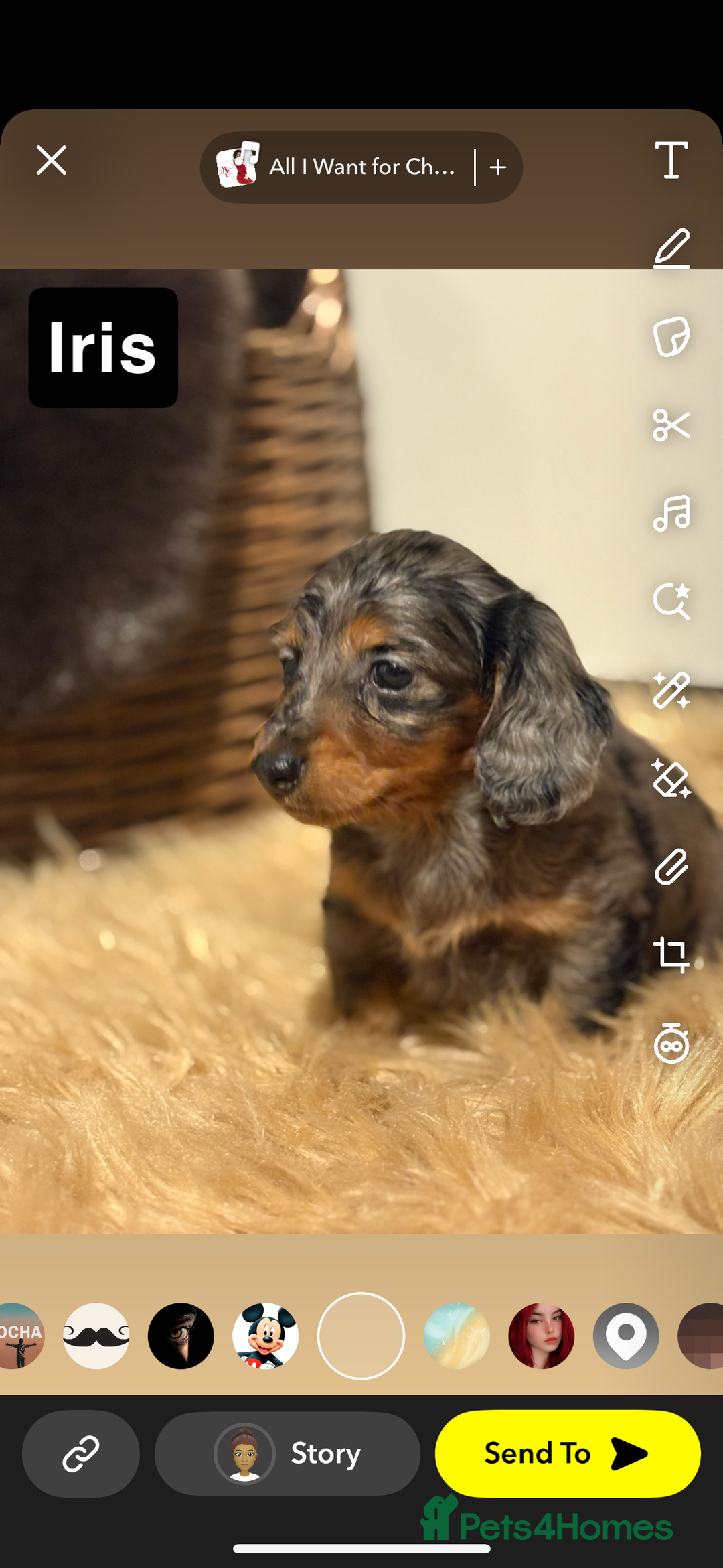 Miniature Dachshund dogs for sale: 🐶 Beautiful Longhaired miniature dachshund pups  - Image 4