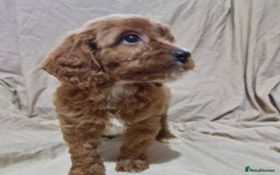 Cavapoo dogs for sale: Cavapoo puppies  - Image 11