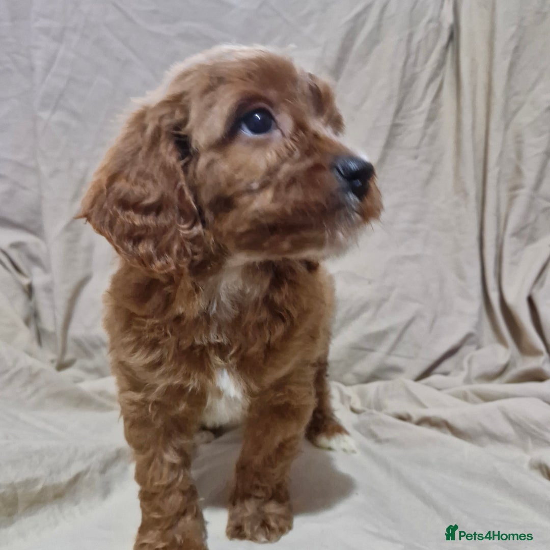 Cavapoo dogs for sale: Cavapoo puppies  - Image 11