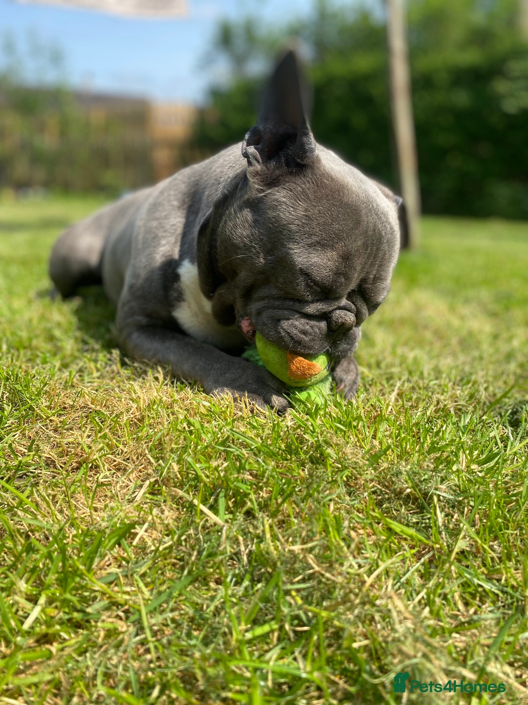 French Bulldog dogs for sale: Two French bulldogs £500 for both  - Image 7