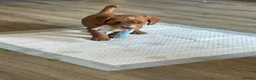 Cockapoo dogs for sale: Beautiful cockapoo puppies - Advert 11