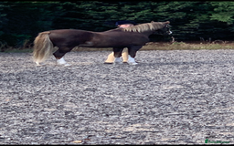 Welsh Section B horses for sale: Barney (Telynau Orvietto) - Image 3