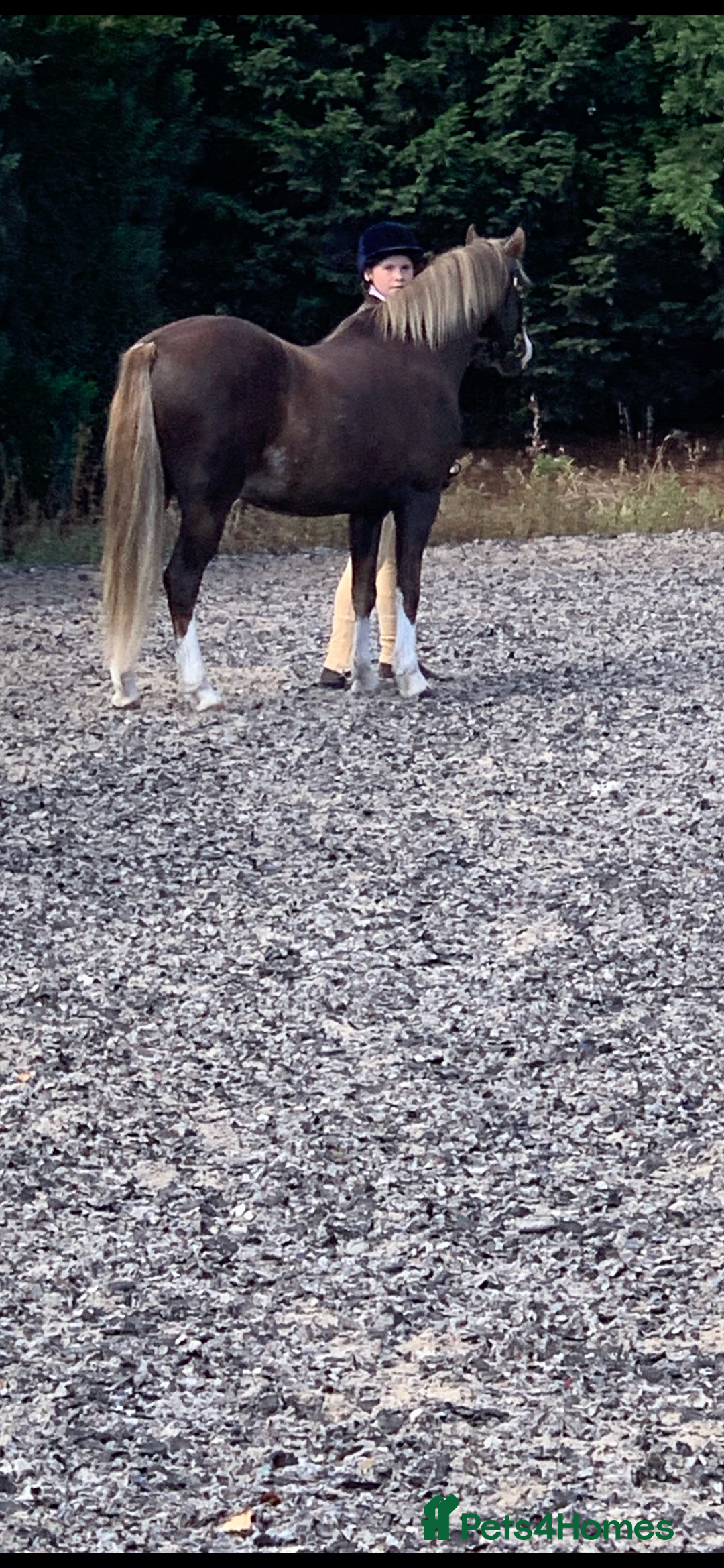 Welsh Section B horses for sale: Barney (Telynau Orvietto) - Image 3