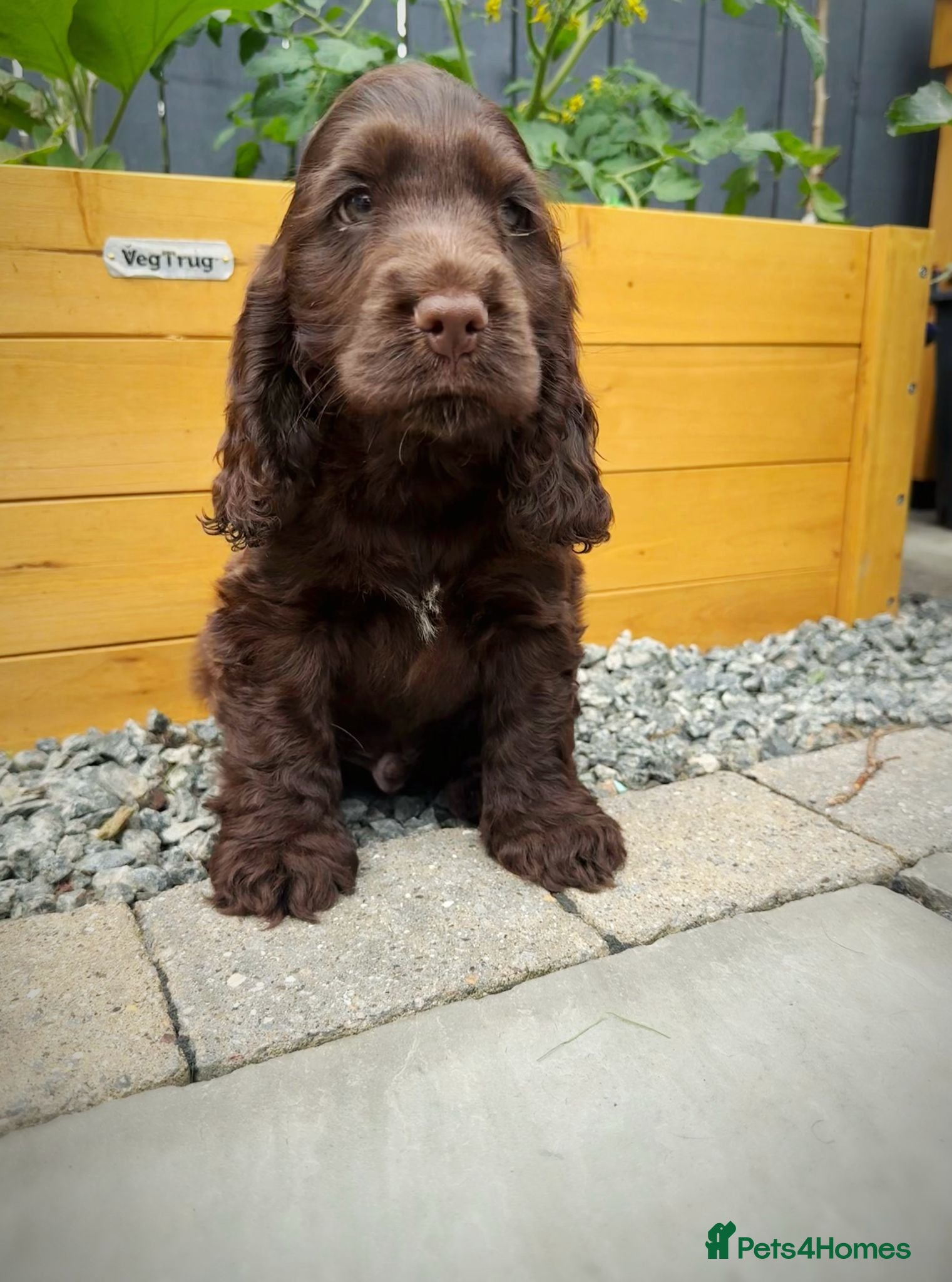 Cocker Spaniel dogs Ready now!  KC Show Cocker Spaniels  - Advert 2