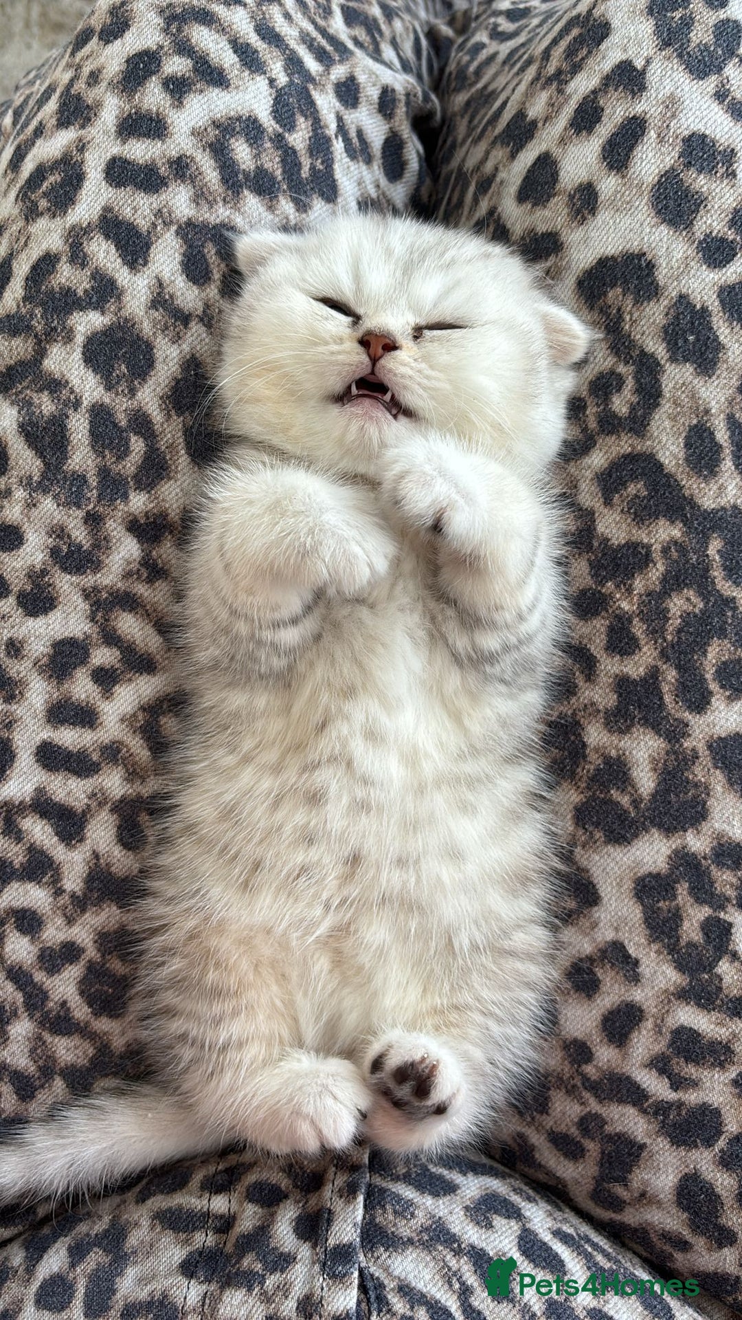 Scottish Fold cats for sale: Chunky Scottish fold boy  - Image 9