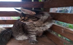 Maine Coon cats for sale: Maicoon XXL  - Image 2