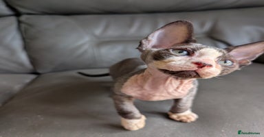 Sphynx cats - Advert 11