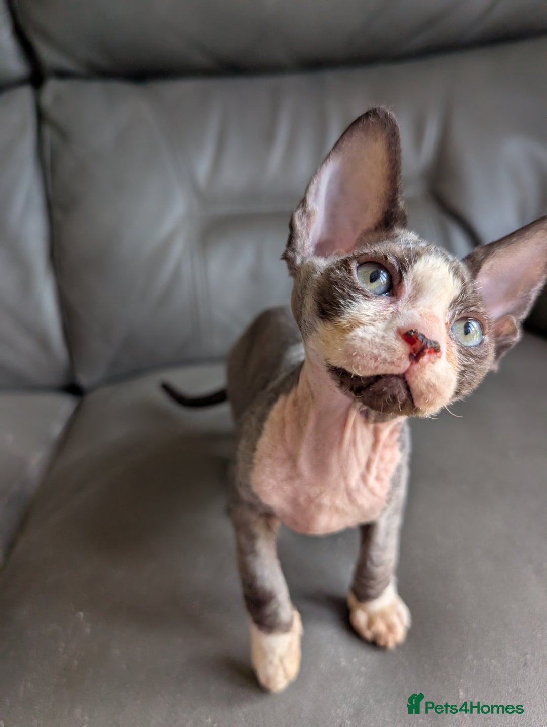 Sphynx cats for sale: Last sphynx kitten! - Image 8