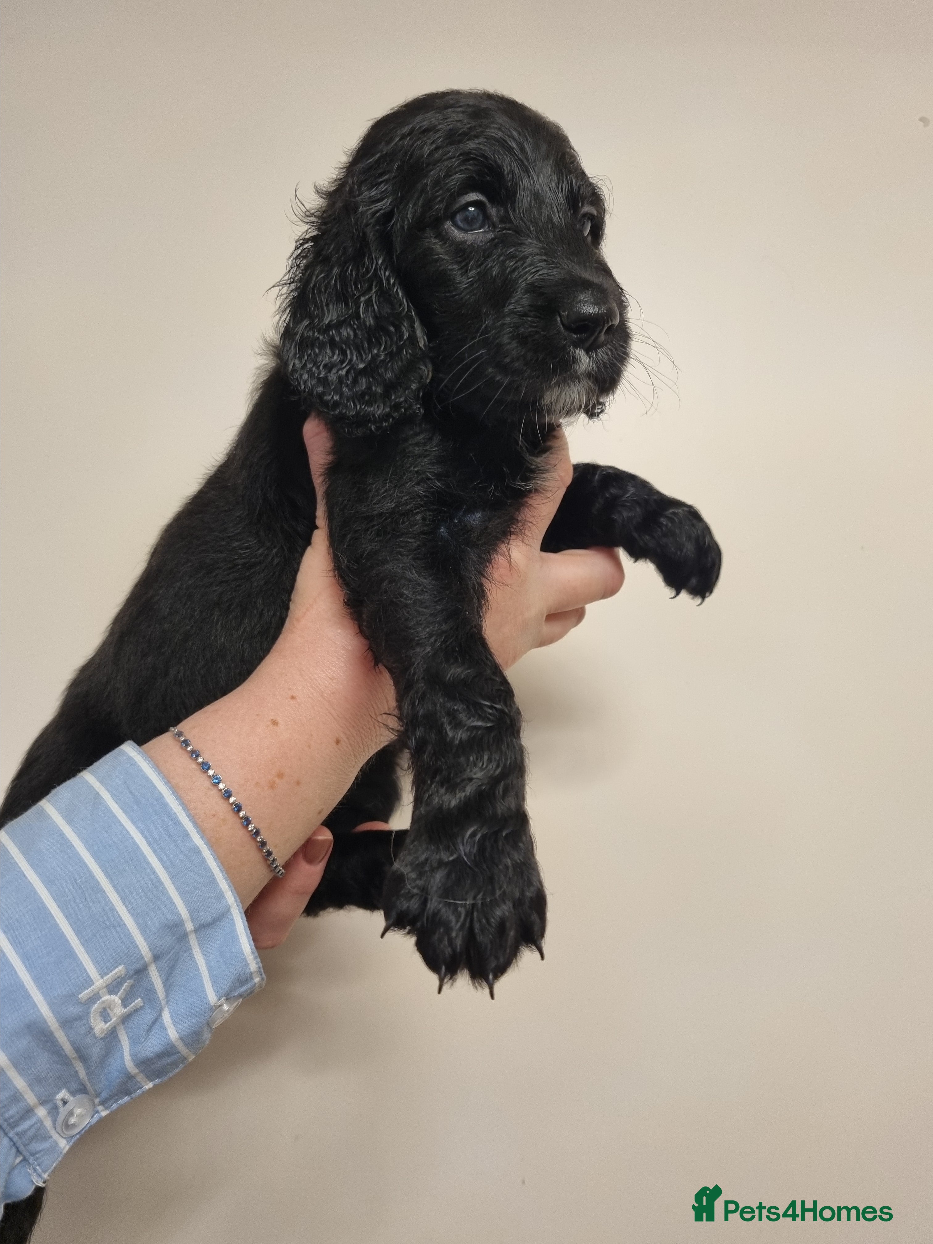 Mixed Breed dogs Goldendoodle x Irishdoodle puppies - Advert 3