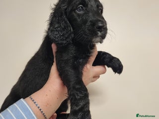 Mixed Breed dogs Goldendoodle x Irishdoodle puppies - Advert 3
