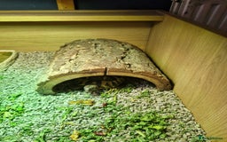 Hermann Tortoise reptiles for sale: Herman tortoise for sale 5 years old  - Image 3