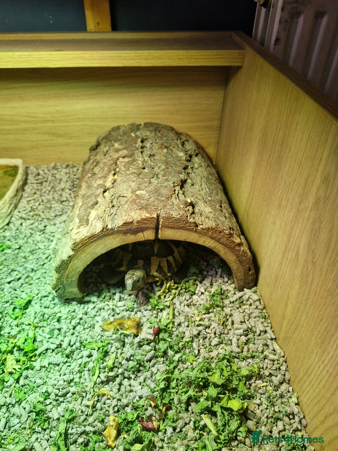 Hermann Tortoise reptiles for sale: Herman tortoise for sale 5 years old  - Image 3