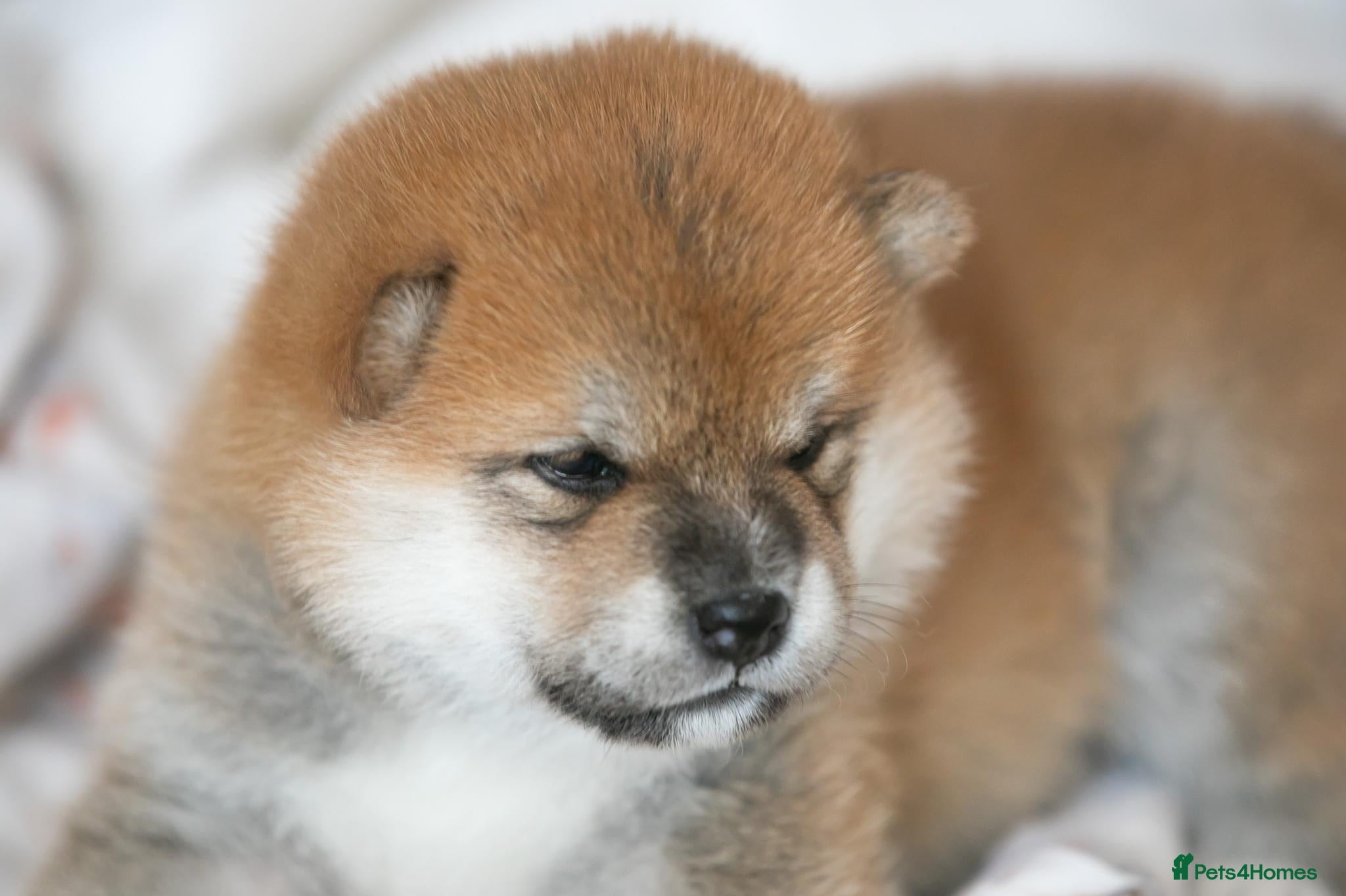 Japanese Shiba Inu dogs Outstanding quality two girls available. - Advert 1