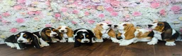 Basset Hound dogs for stud: Kc reg red and white proven Basset for stud in Cullompton - Advert 13