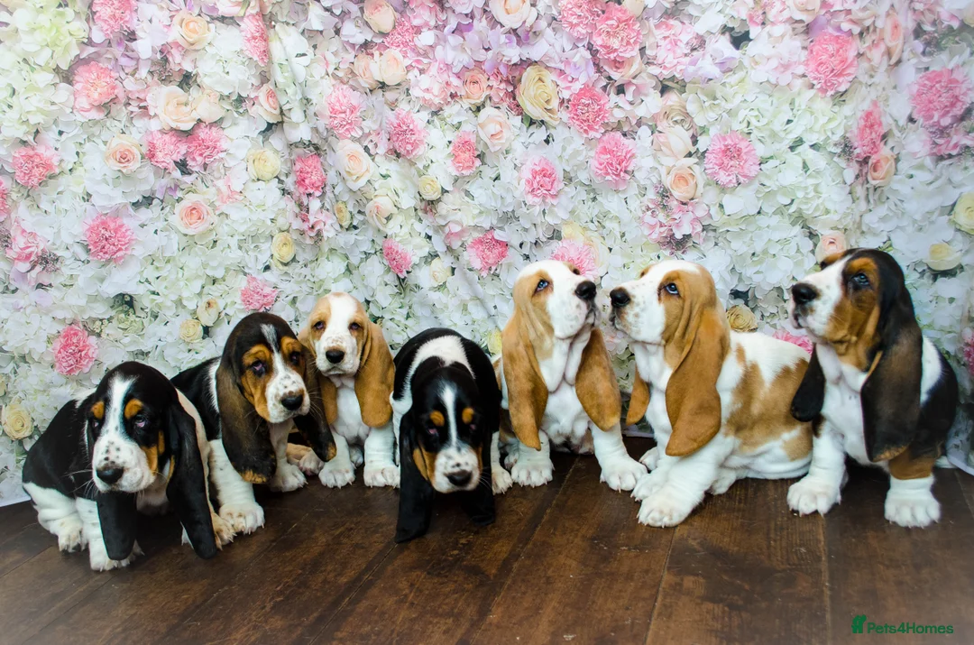 Basset Hound dogs for stud: Kc reg red and white proven Basset for stud in Cullompton - Advert 13