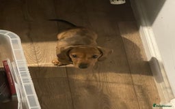 Miniature Dachshund dogs for sale: “Urgent homes needed! – Miniature Dashchunds - Image 10