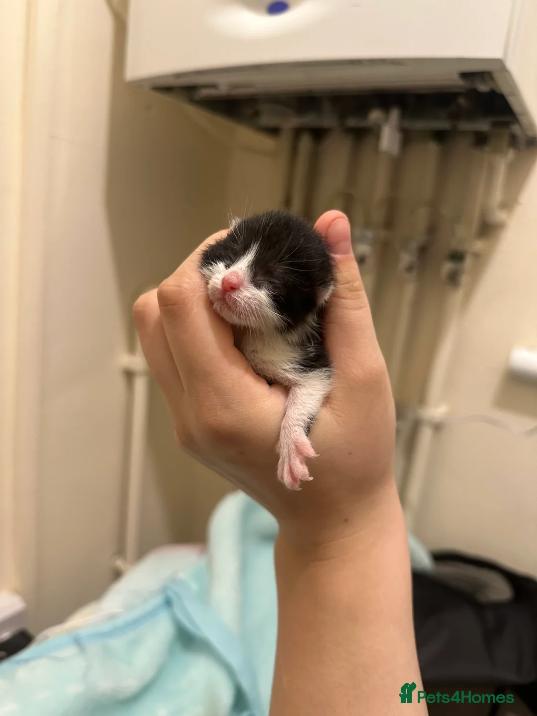 Mixed Breed cats for sale: Kittens for sale - Advert 2