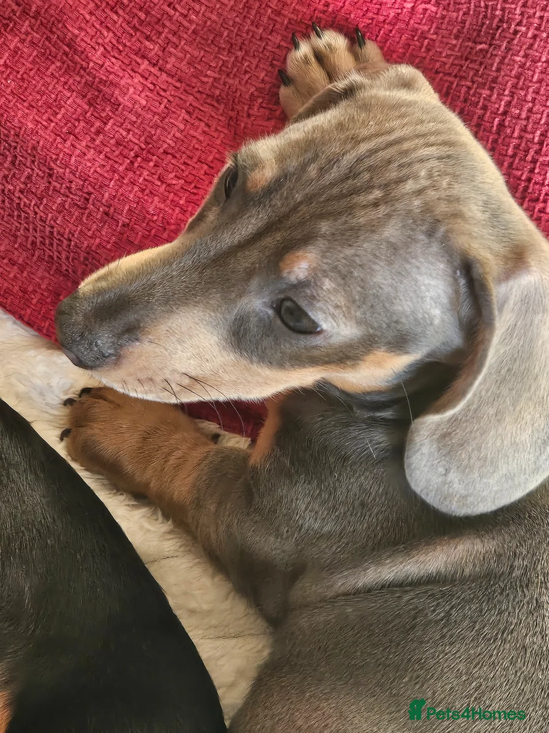 Miniature Dachshund dogs for sale: BLUE/TAN Miniature Dachshund boy for sale - Advert 2