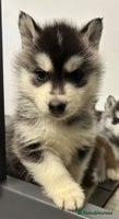 Siberian Husky dogs PREMIUM SIBERIAN HUSKY PUPPIES KC - Advert 2