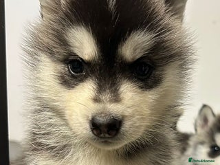 Siberian Husky dogs PREMIUM SIBERIAN HUSKY PUPPIES KC - Advert 4