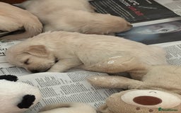 Golden Retriever dogs for sale: Golden Retriever pups - Image 5