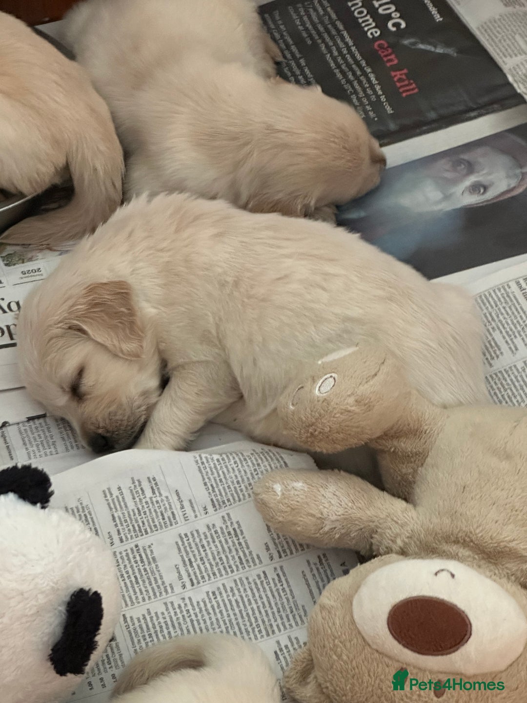 Golden Retriever dogs for sale: Golden Retriever pups - Image 5