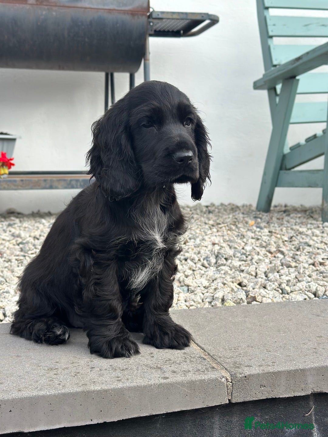 Cocker Spaniel dogs for sale: 1 stunning black girl health clear ready now - Image 4