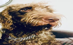 Mixed Breed dogs for sale: Irish doodle x Poodle Pointer puppies. Stunning!!! - Image 8