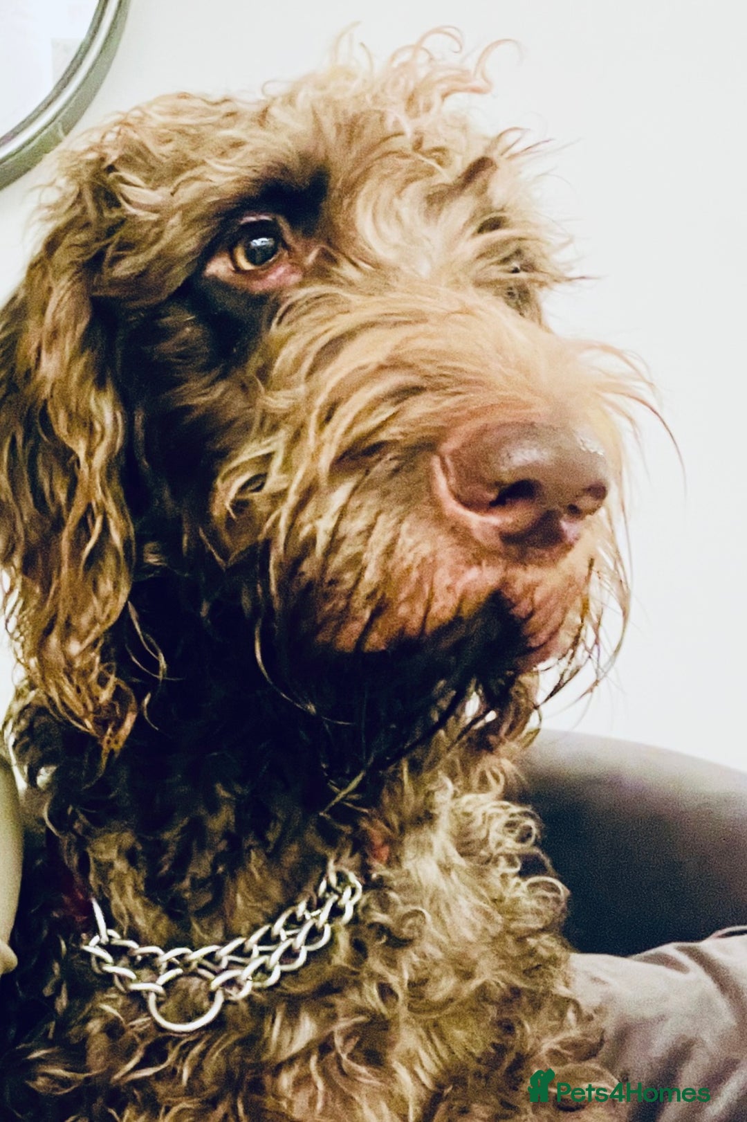 Mixed Breed dogs for sale: Irish doodle x Poodle Pointer puppies. Stunning!!! - Image 8