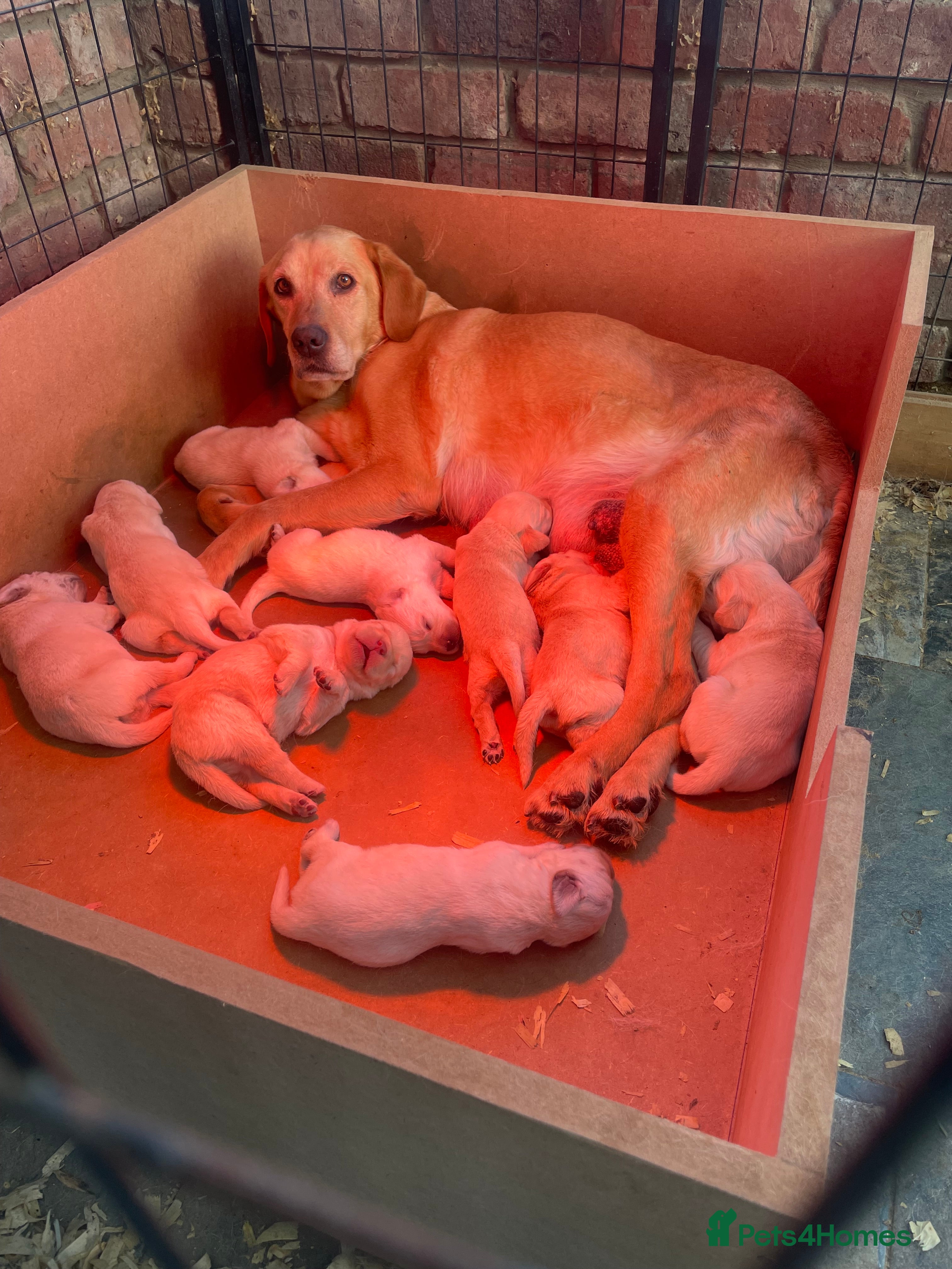 Labrador Retriever dogs Labrador pups  - Advert 15