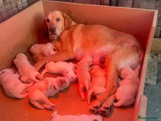 Labrador Retriever dogs Labrador pups - Advert 18