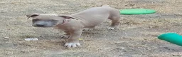 Staffordshire Bull Terrier dogs for sale: American Staffordshire terrier.ready to leave!!!  - Advert 20