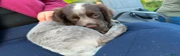 Cocker Spaniel dogs for sale: 8 KC registered Cocker Spaniel Puppies - Advert 8